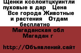 Щенки ксолоитцкуинтли пуховые в дар › Цена ­ 1 - Все города Животные и растения » Отдам бесплатно   . Магаданская обл.,Магадан г.